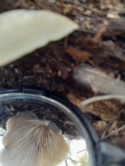 Conchomyces bursiformis