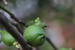 Biprorulus bibax