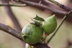 Biprorulus bibax