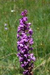 Gymnadenia densiflora