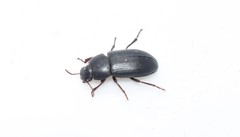 Opatroides punctulatus