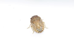 Sciocoris deltocephalus