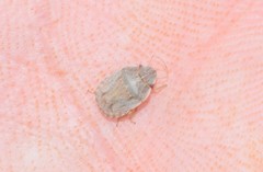 Sciocoris deltocephalus