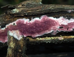 Ceriporia purpurea