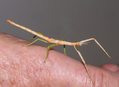 Acrophylla wuelfingi