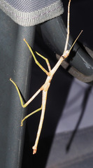 Acrophylla wuelfingi