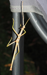 Acrophylla wuelfingi