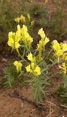 Linaria acutiloba
