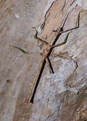 Acrophylla wuelfingi