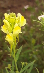 Linaria acutiloba