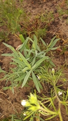 Linaria acutiloba