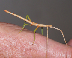 Acrophylla wuelfingi