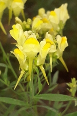 Linaria acutiloba