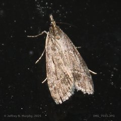 Eudonia rectilinea