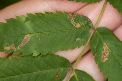 Stigmella magdalenae
