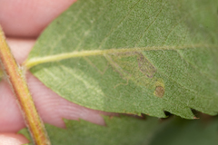 Stigmella magdalenae