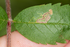 Stigmella magdalenae