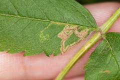 Stigmella magdalenae