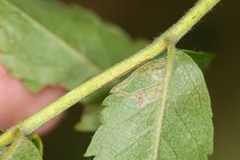 Stigmella magdalenae