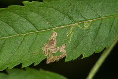 Stigmella magdalenae