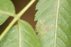 Stigmella magdalenae