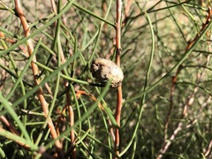 Hakea mitchellii