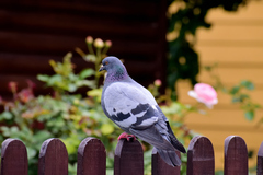 Columba livia domestica