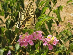 Papilio machaon syriacus