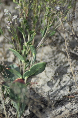 Lepidium cartilagineum