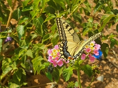 Papilio machaon syriacus