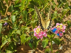 Papilio machaon syriacus