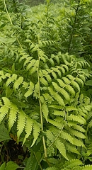 Phegopteridoideae