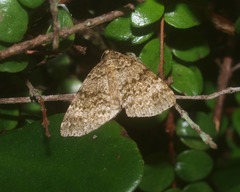 Pseudocoremia indistincta