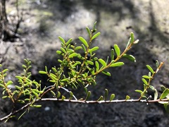 Acacia acinacea