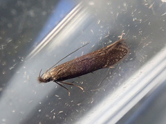 Monochroa cytisella
