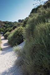 Salsola oppositifolia