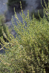 Salsola oppositifolia