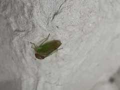 Iassus lanio