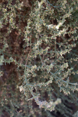 Salsola oppositifolia