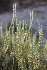 Salsola oppositifolia