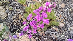 Oxytropis coerulea