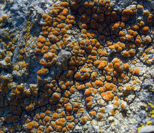 Caloplaca flavovirescens image