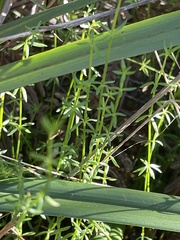 Galium gaudichaudii