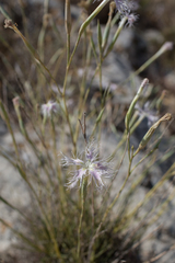 Dianthus broteri
