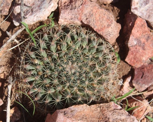 little nipple cactus