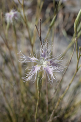 Dianthus broteri