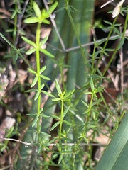 Galium gaudichaudii