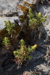 Chiliadenus glutinosus