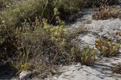 Chiliadenus glutinosus