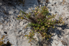 Chiliadenus glutinosus